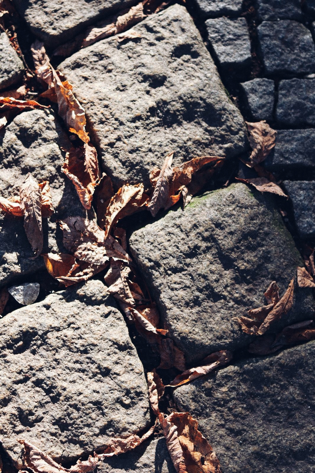 IL SAPORE DELL’AUTUNNO IN UNA PIZZA INTEGRALE